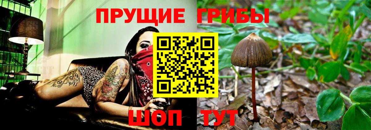 Псилоцибиновые грибы Psilocybine cubensis  Вход с VPN  Крымск 